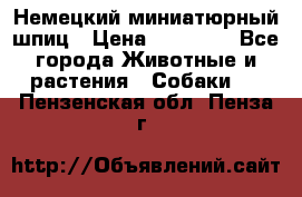 Немецкий миниатюрный шпиц › Цена ­ 60 000 - Все города Животные и растения » Собаки   . Пензенская обл.,Пенза г.